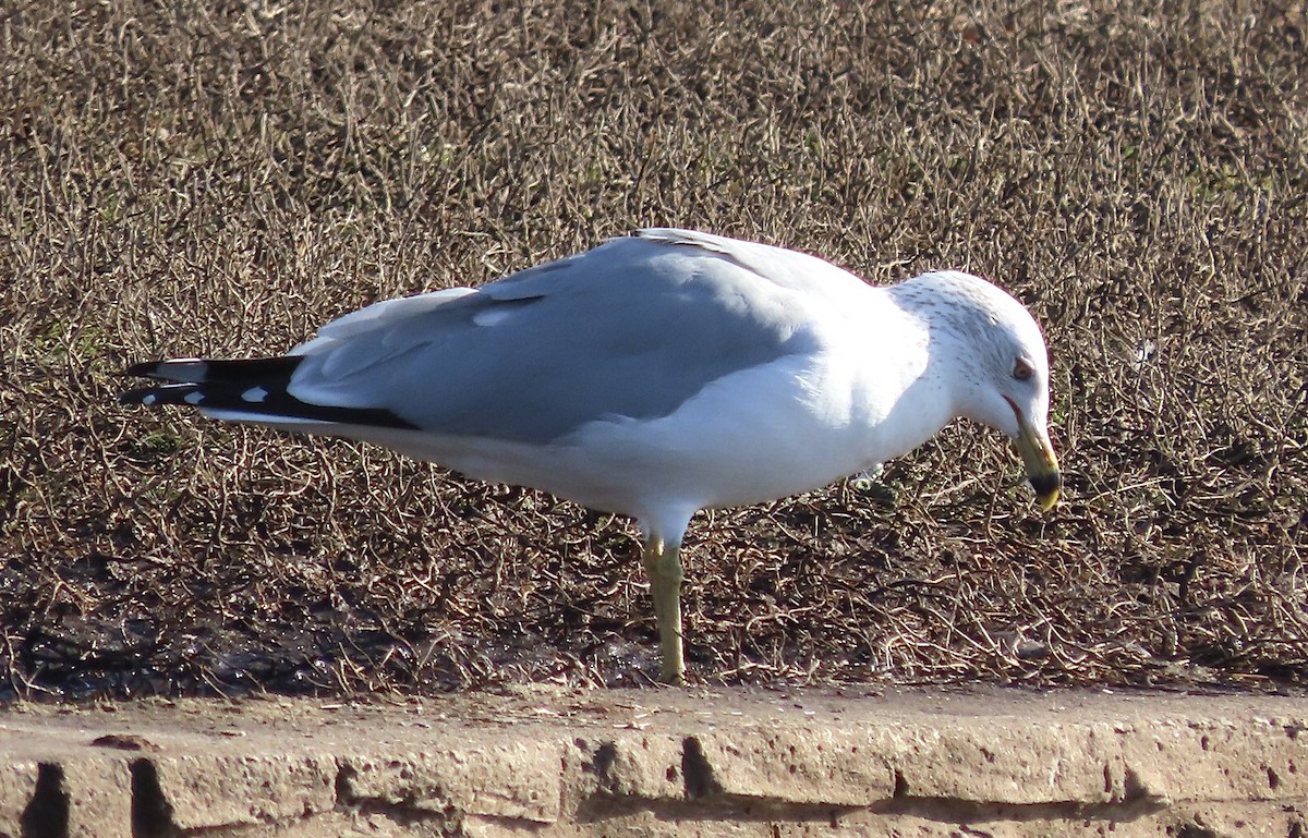 Ring-billed Gull - Micky Louis