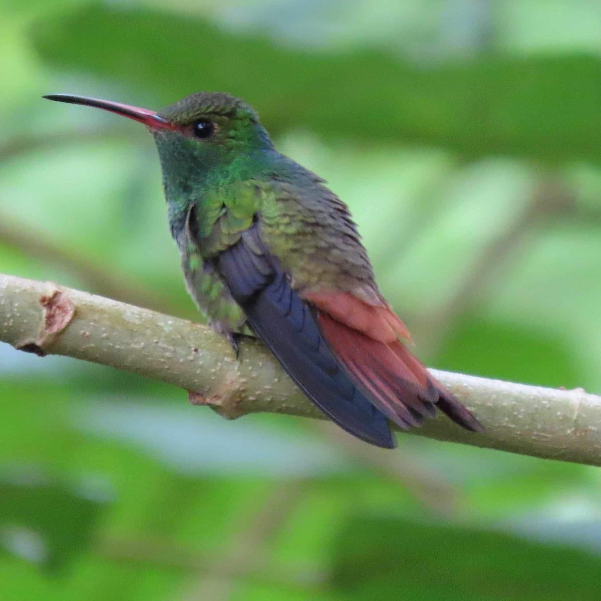 Rufous-tailed Hummingbird - ML614448582