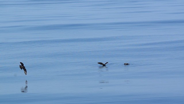 Markham's Storm-Petrel - ML614448604