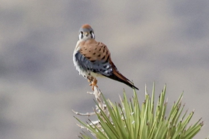 American Kestrel - ML614448636