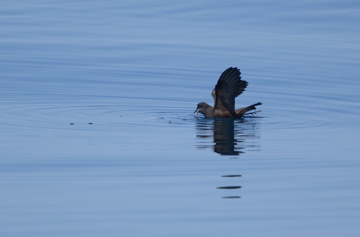 Markham's Storm-Petrel - Pablo Gutiérrez Maier