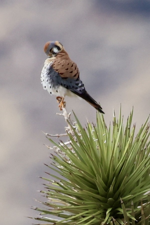 American Kestrel - ML614448643