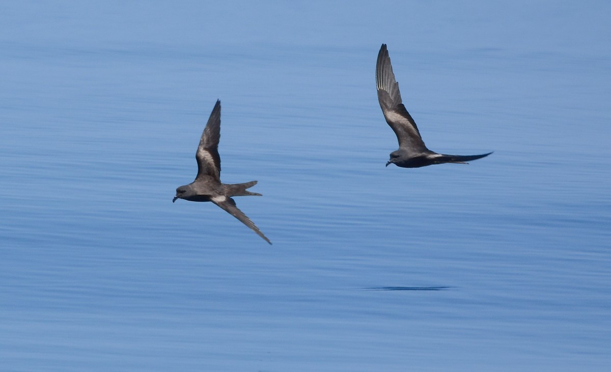 Markham's Storm-Petrel - Pablo Gutiérrez Maier