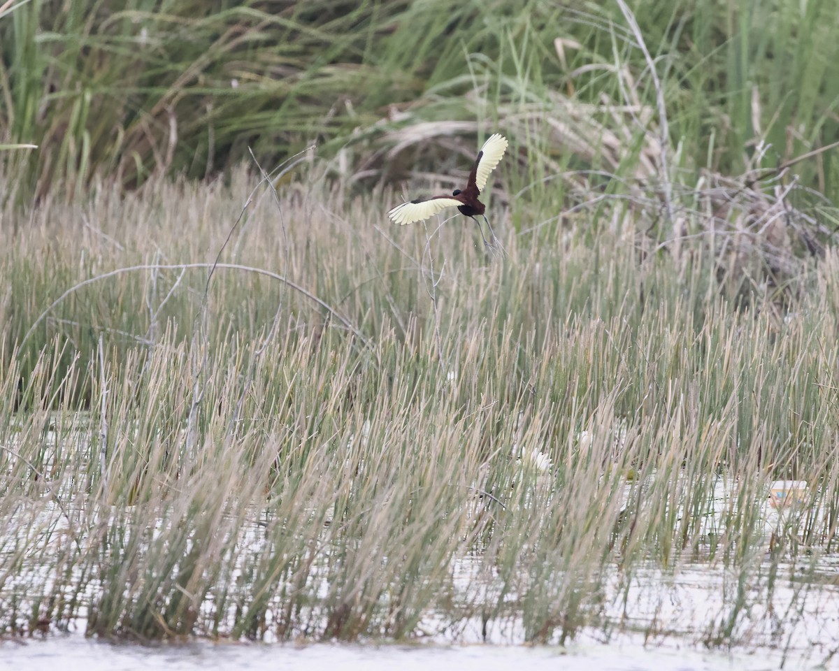 Northern Jacana - Terence Degan