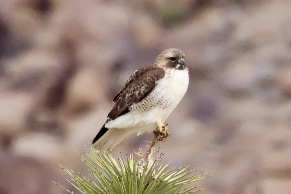 Red-tailed Hawk - ML614448678