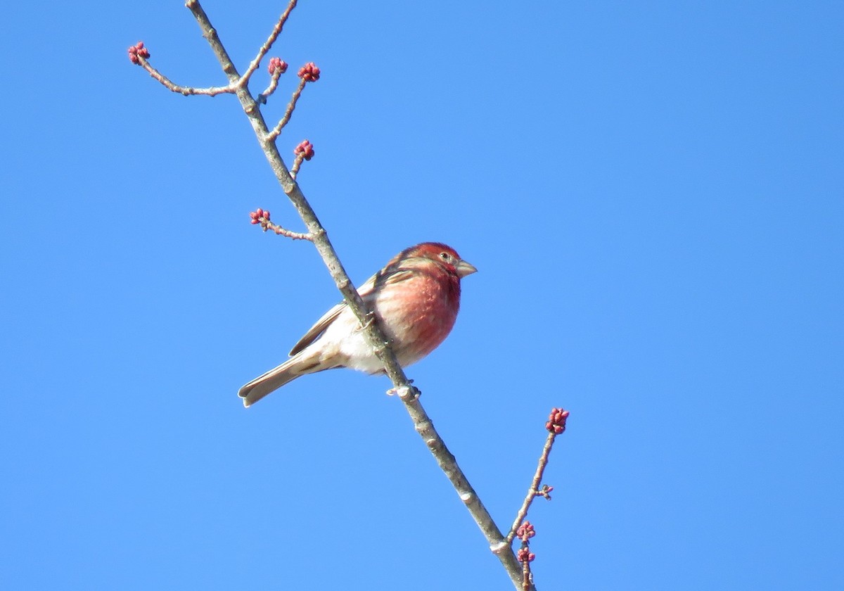 Purple Finch - David Larsen