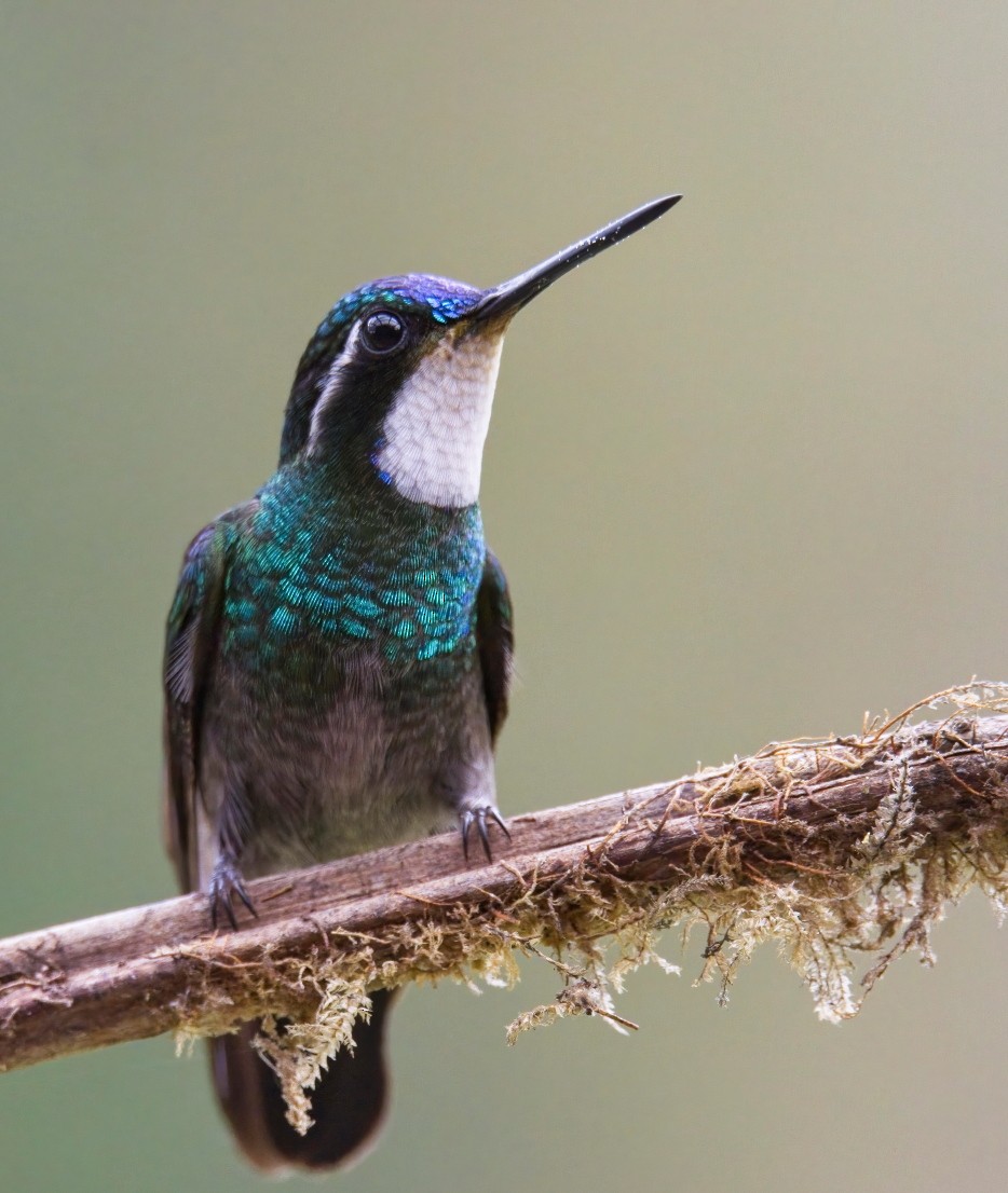 Colibri à gorge pourprée - ML614448719