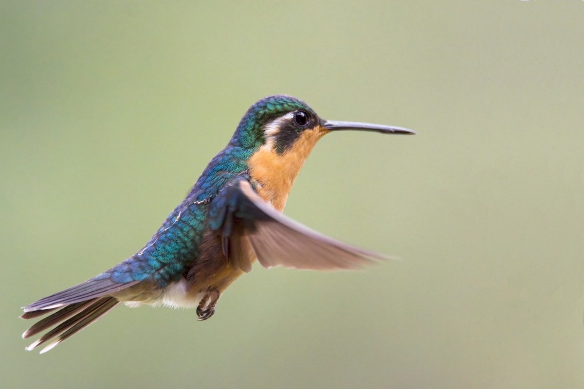 Purple-throated Mountain-gem - Jesús Lavedán Rodríguez