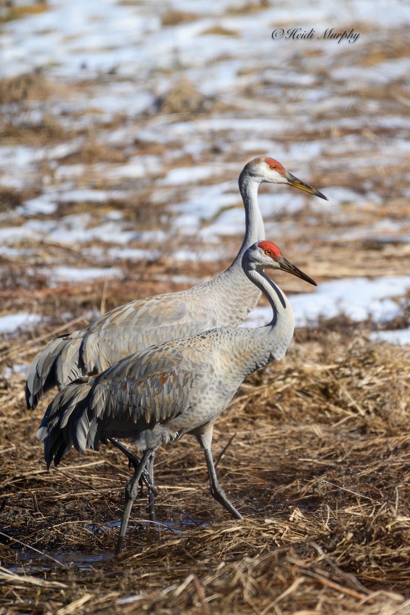 Sandhill Crane - Heidi Murphy