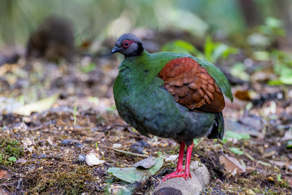 Crested Partridge - Magnus Persmark