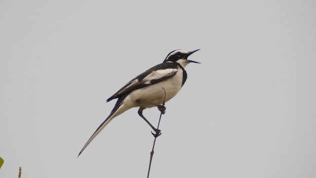 African Pied Wagtail - ML614448784