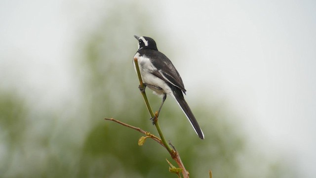 African Pied Wagtail - ML614448820