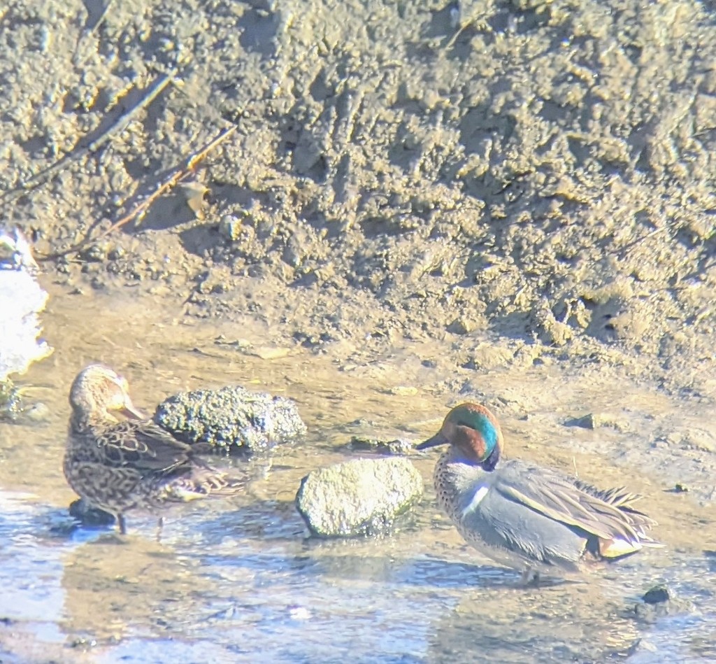 Green-winged Teal (American) - Caleb Catto