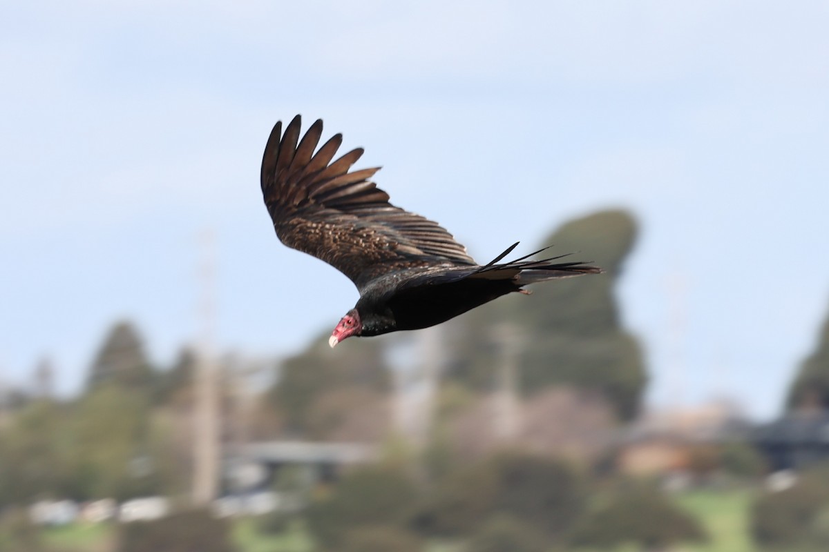 Urubu à tête rouge - ML614449012