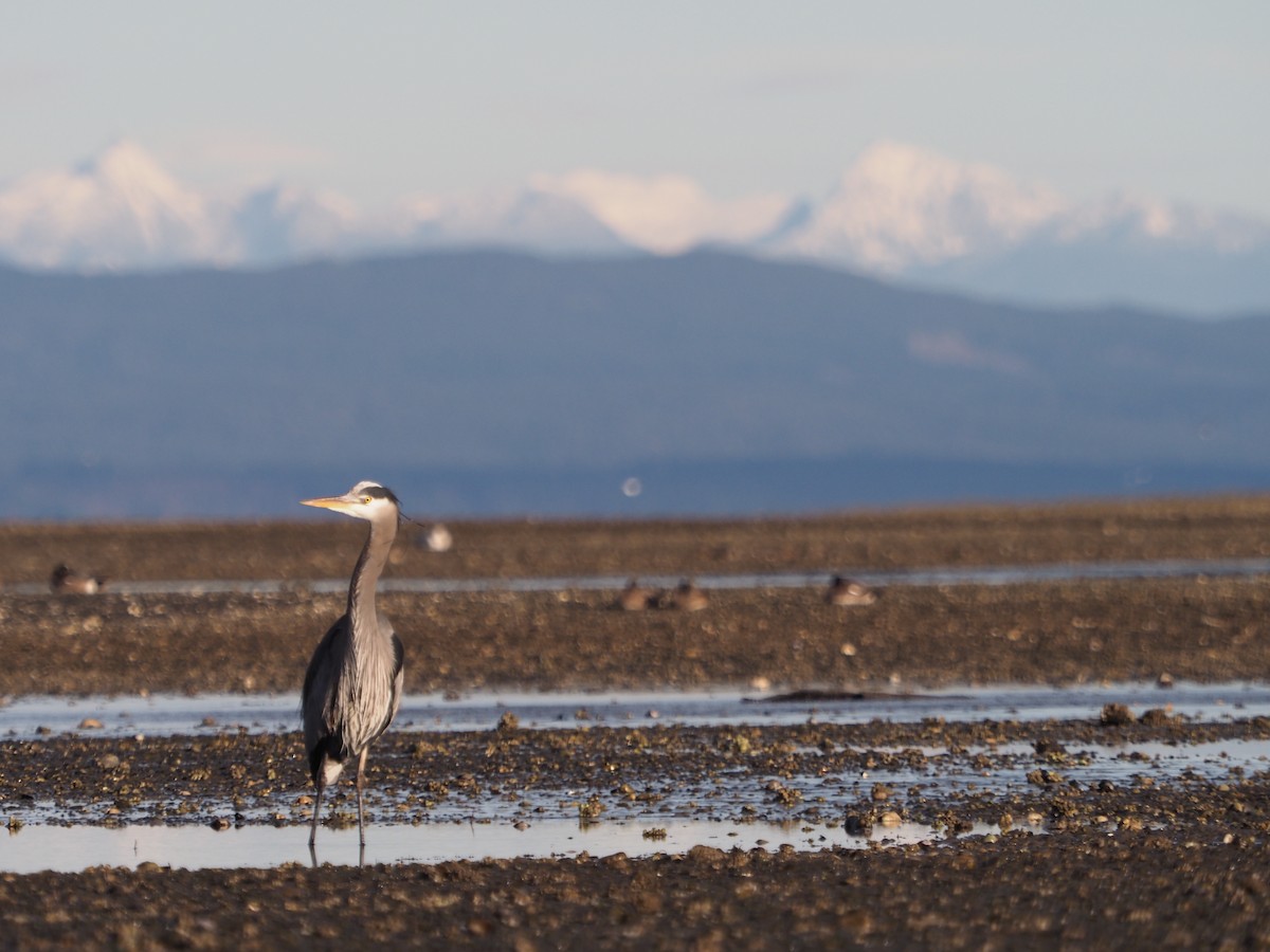 Great Blue Heron - ML614449020