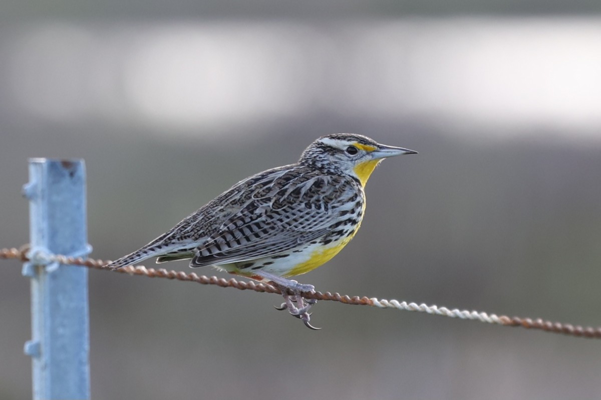 Western Meadowlark - Wai Hung Yip