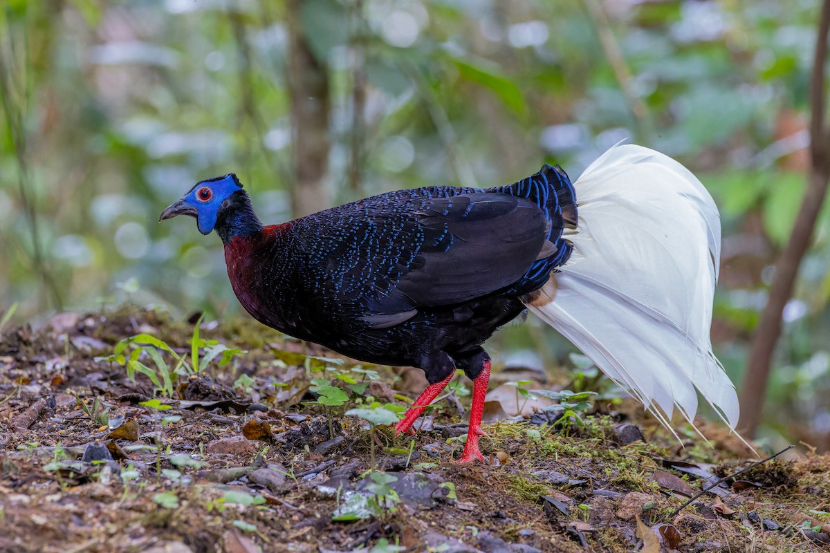 Bulwer's Pheasant - ML614449036