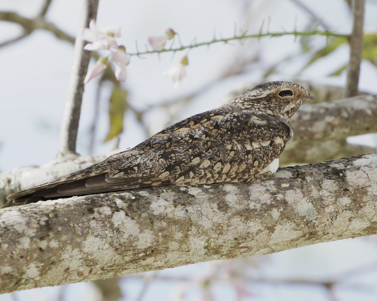 Lesser Nighthawk - ML614449059