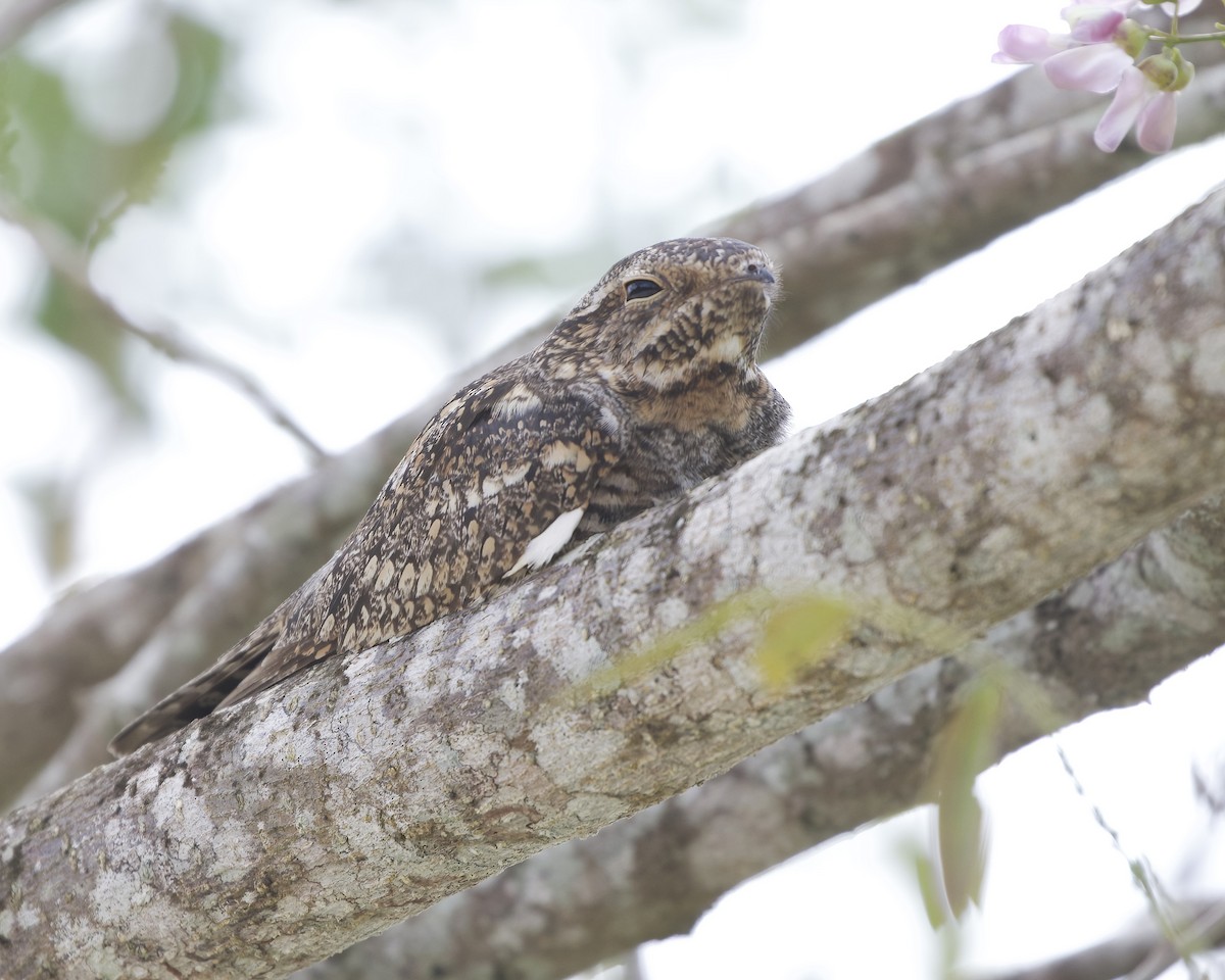 Lesser Nighthawk - Terence Degan