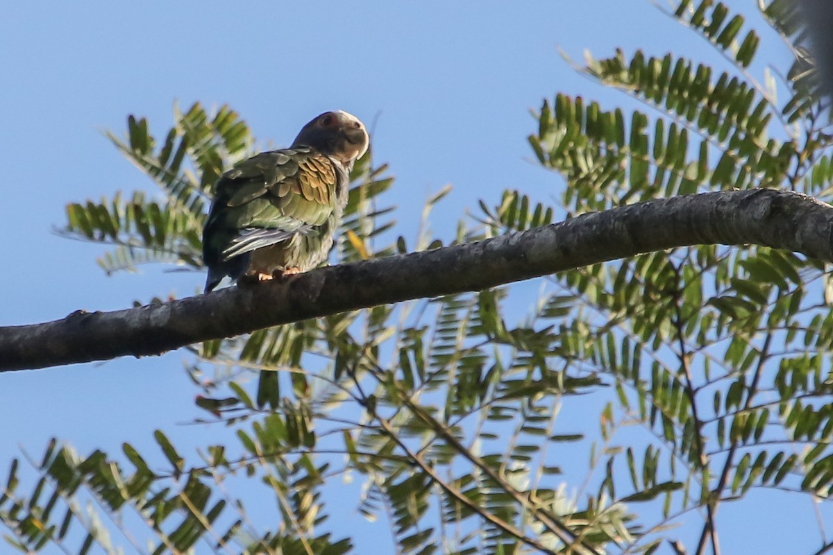 White-crowned Parrot - ML614449069
