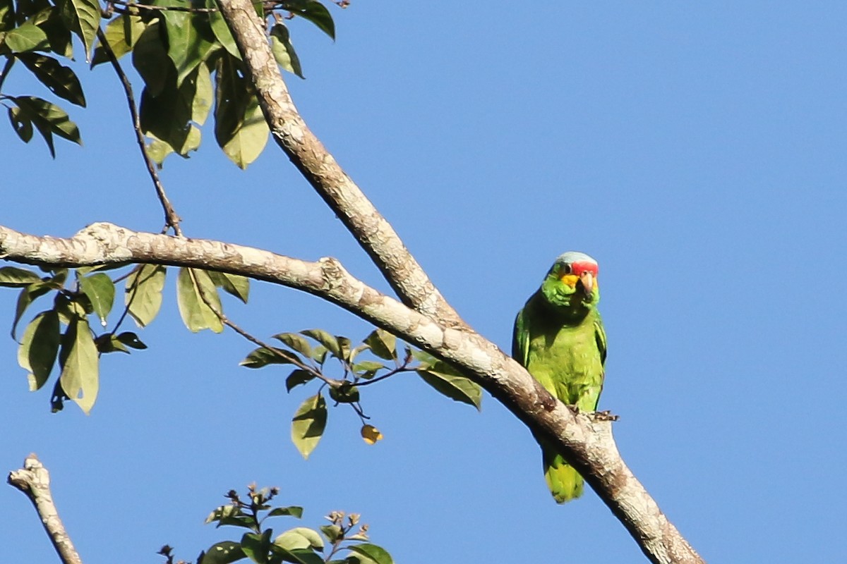 Red-lored Parrot - ML614449079