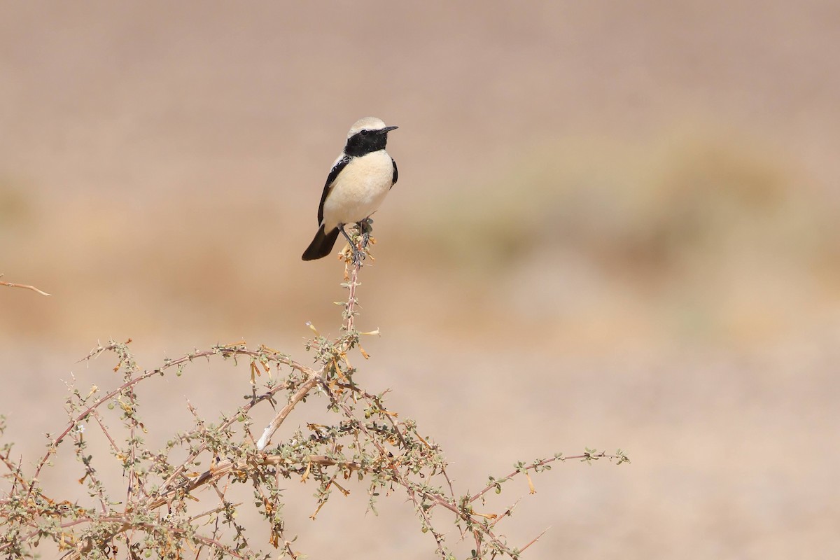 Desert Wheatear - ML614449088