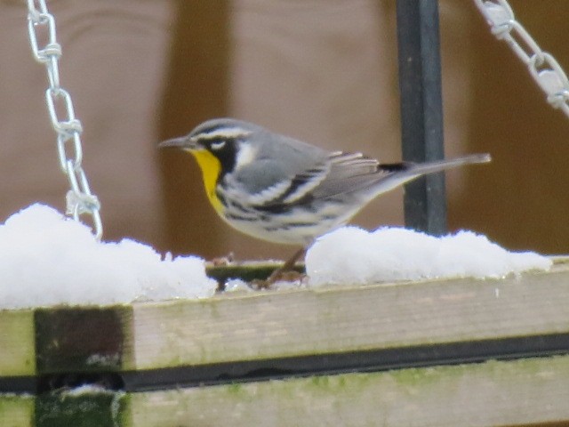 Yellow-throated Warbler - Patricia Martin