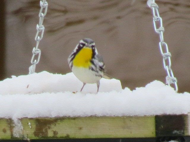 Yellow-throated Warbler - Patricia Martin