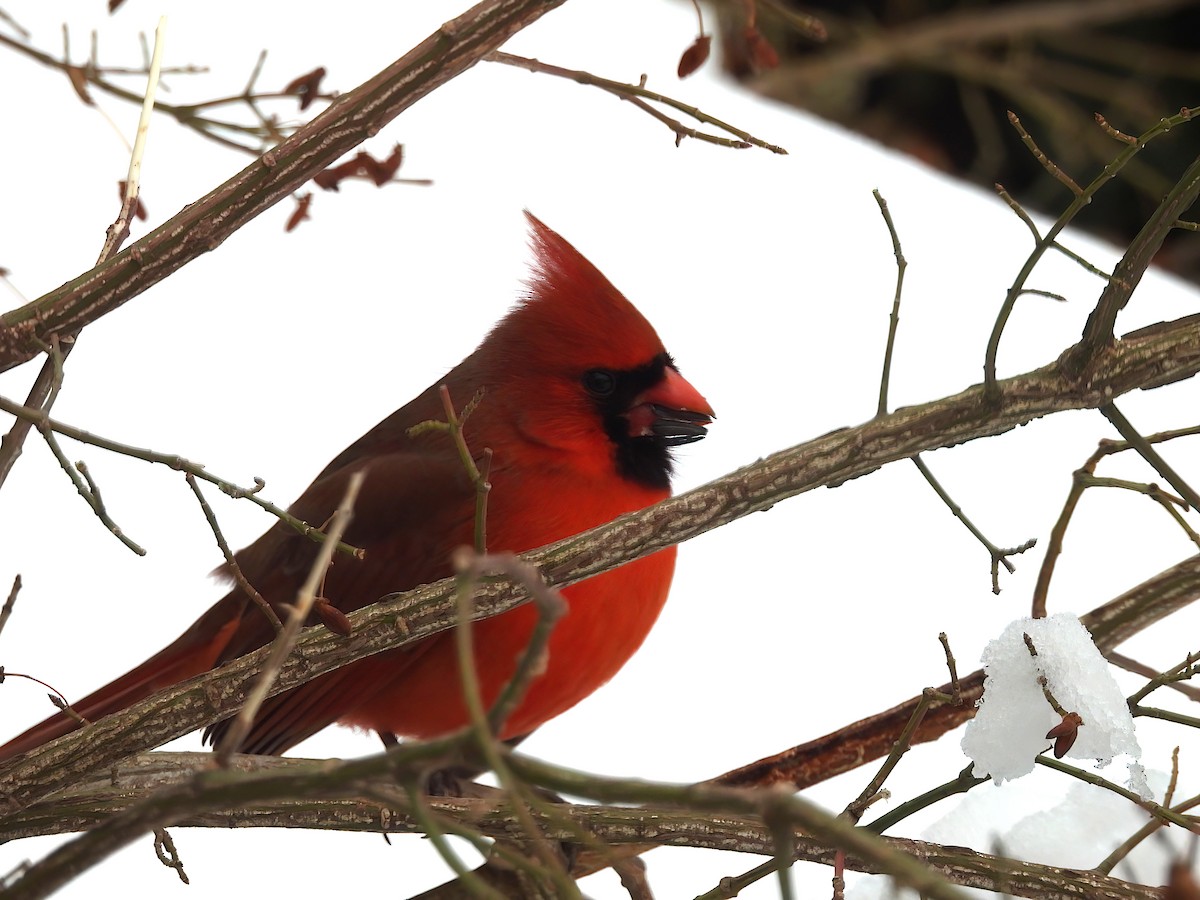 Cardinal rouge - ML614449140