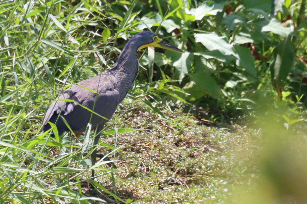 Bare-throated Tiger-Heron - ML614449152