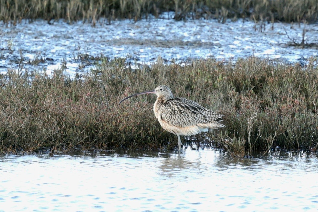 Long-billed Curlew - Wai Hung Yip