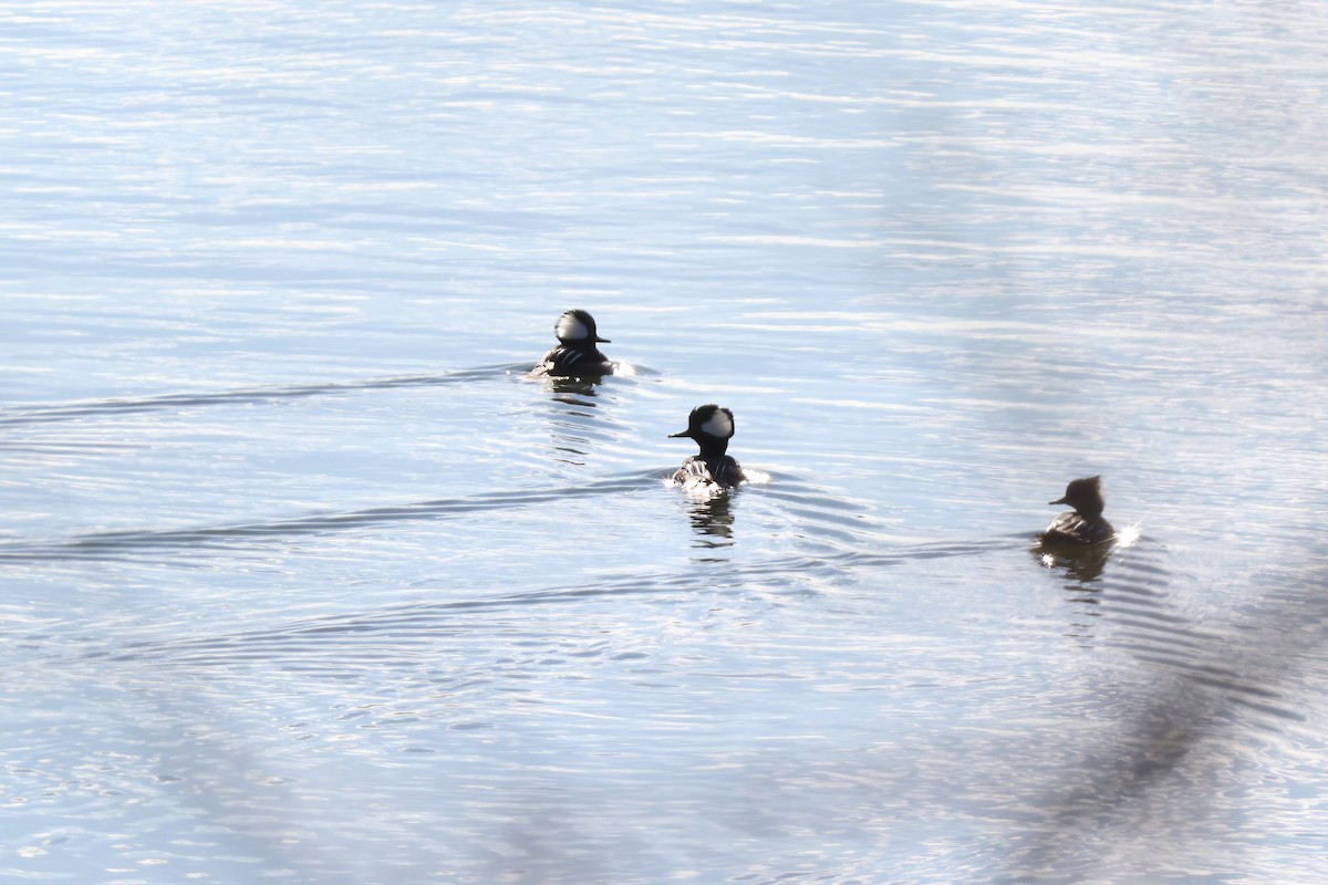 Hooded Merganser - ML614449247