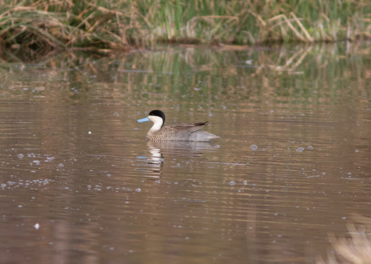 Puna Teal - Silvia Faustino Linhares