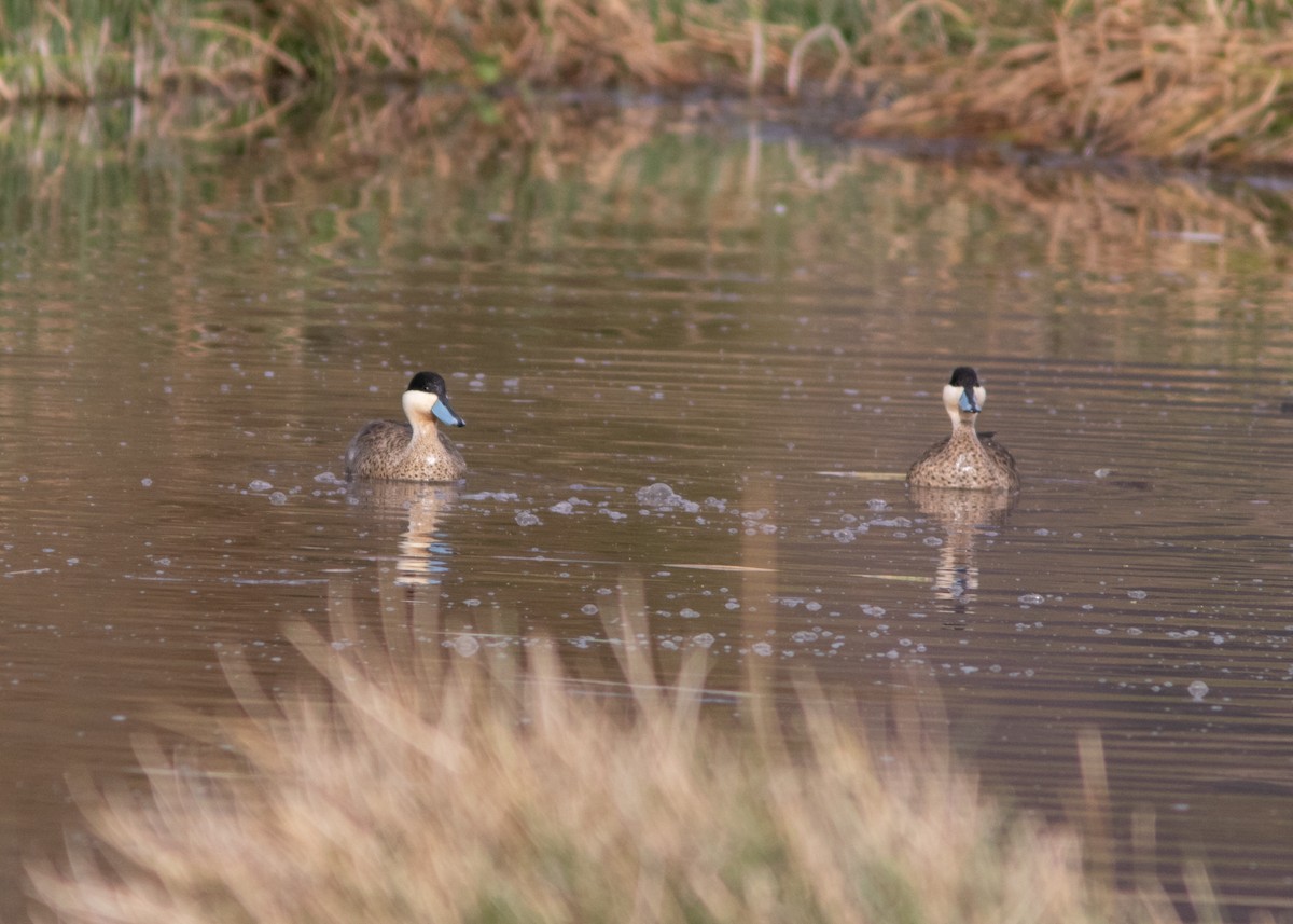 Puna Teal - Silvia Faustino Linhares