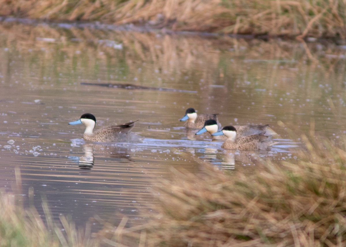 Puna Teal - Silvia Faustino Linhares