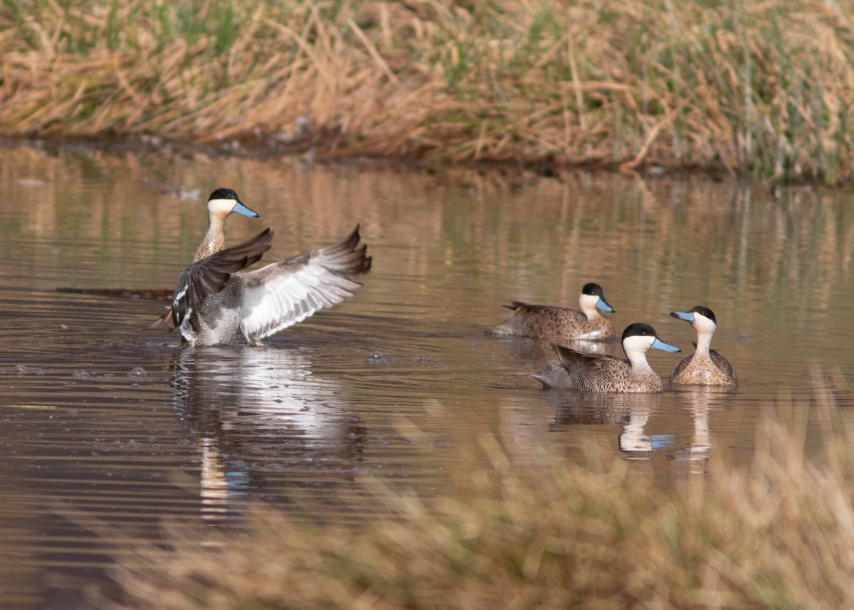 Puna Teal - Silvia Faustino Linhares