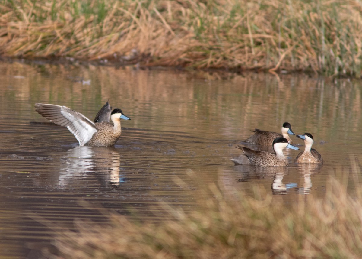 Puna Teal - ML614449272