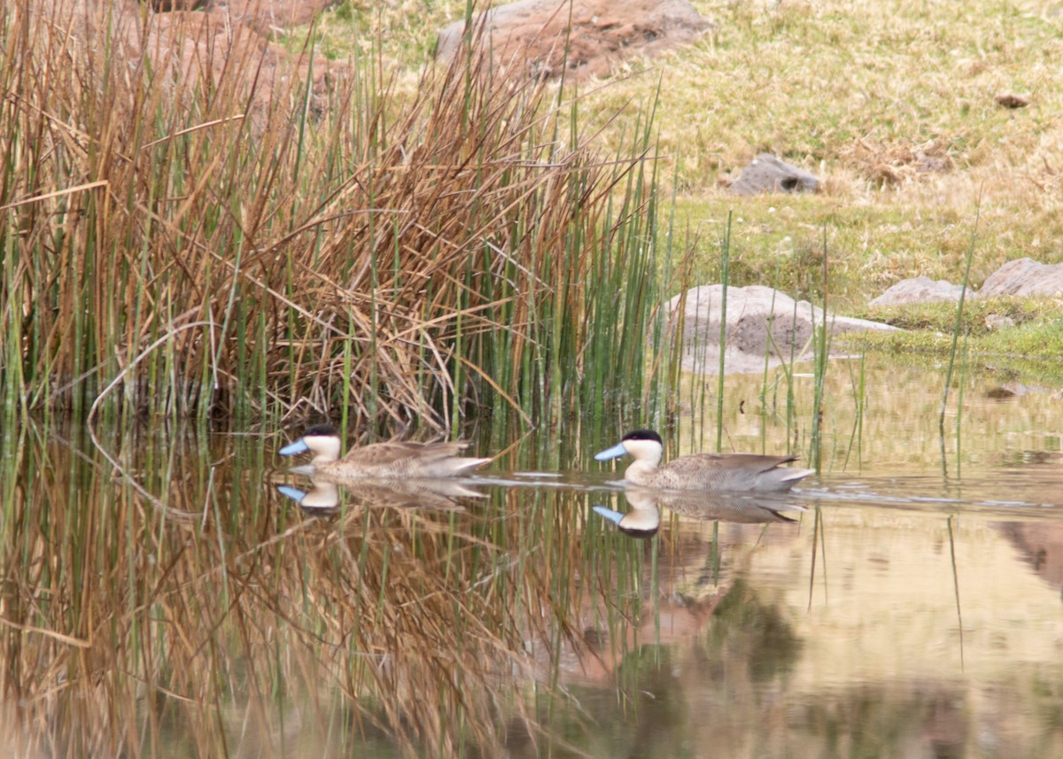 Puna Teal - Silvia Faustino Linhares