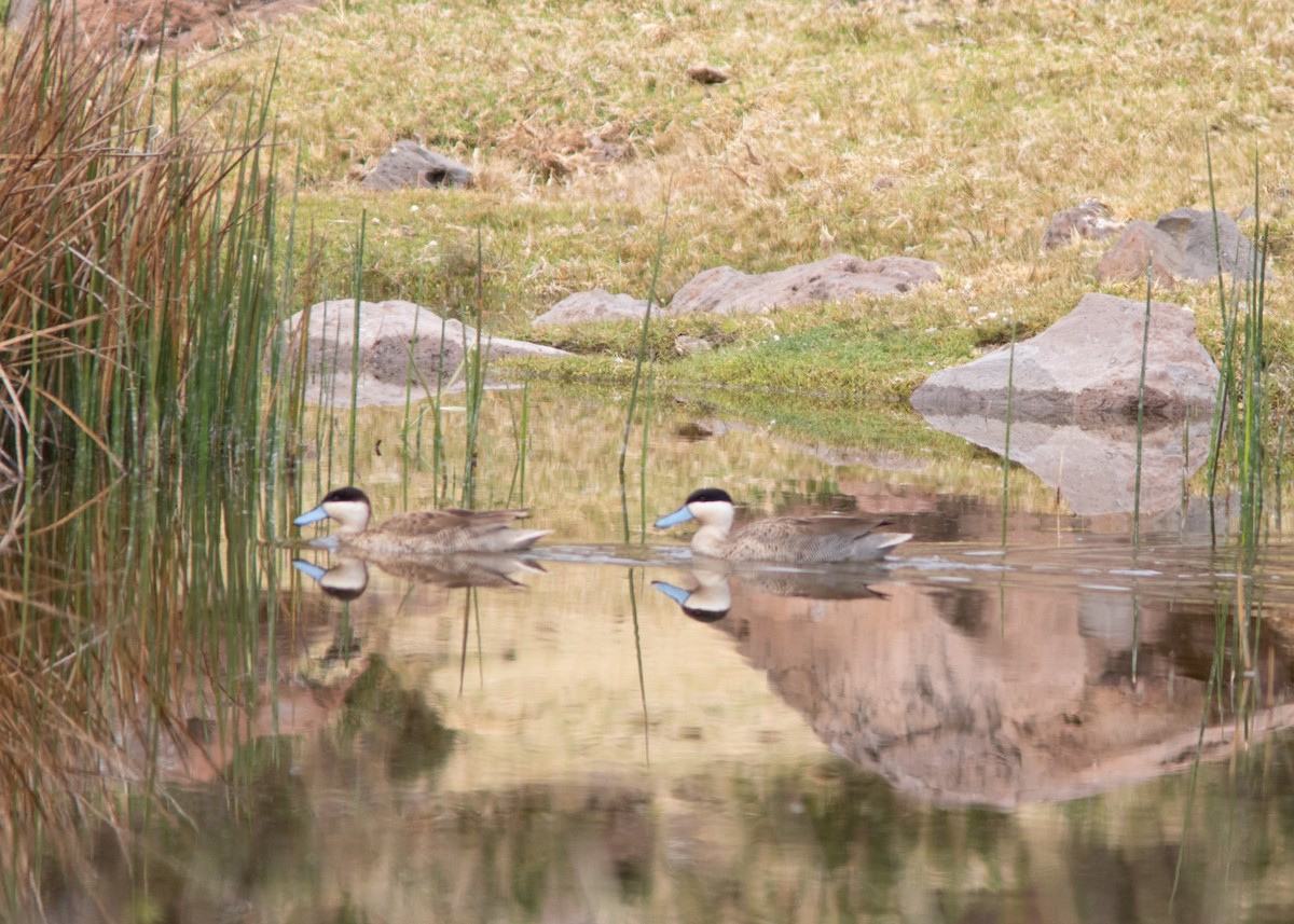 Puna Teal - Silvia Faustino Linhares