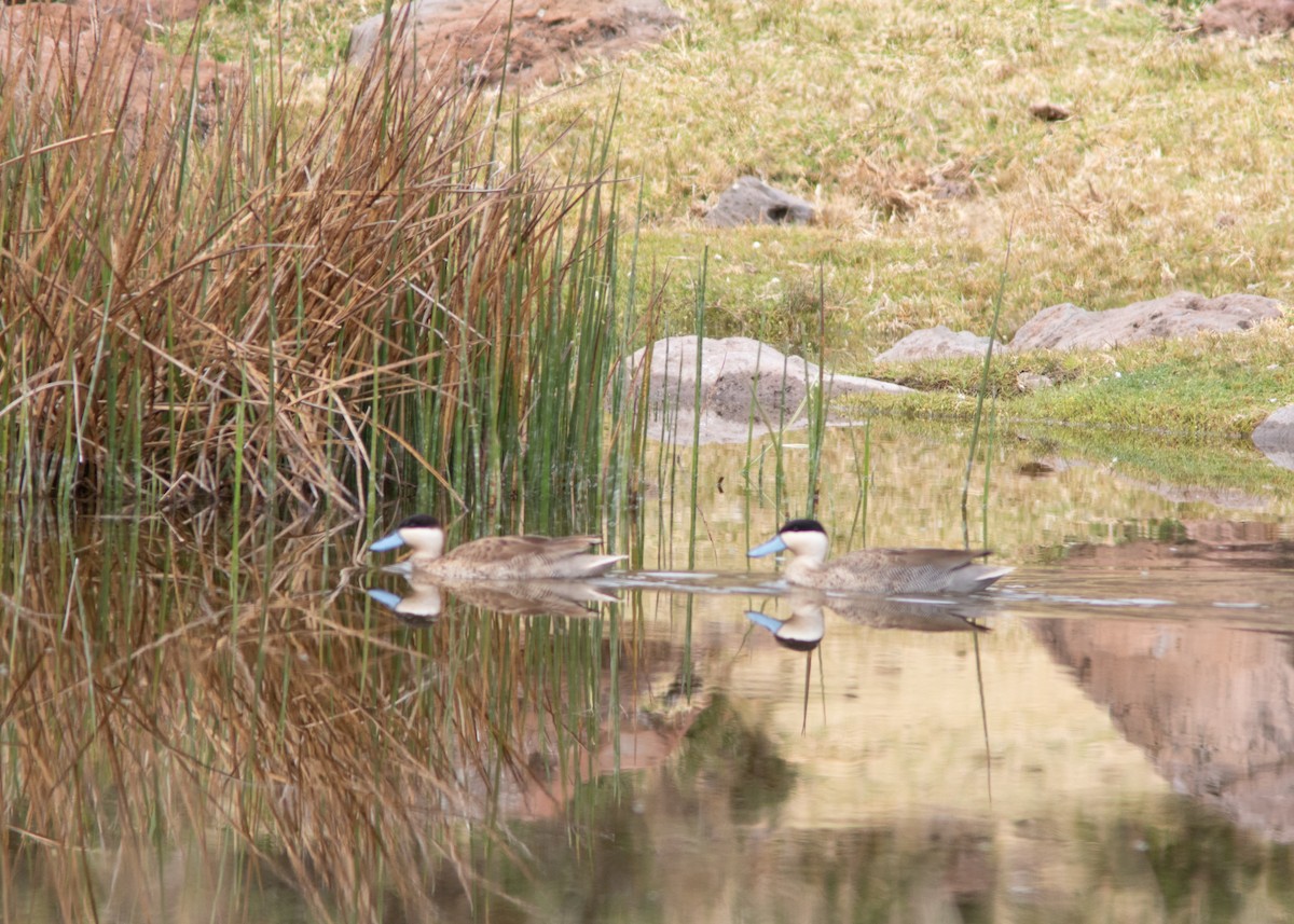 Puna Teal - Silvia Faustino Linhares