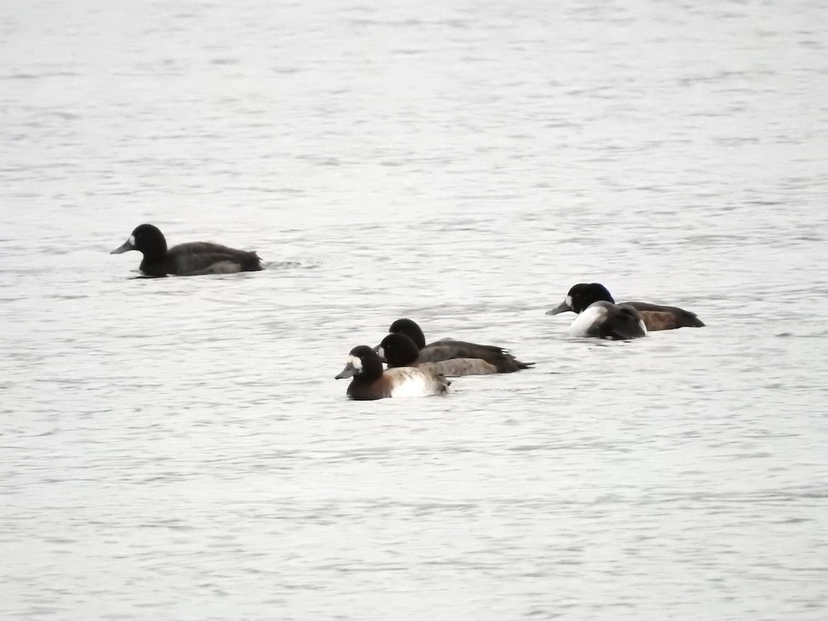 Greater Scaup - ML614449280