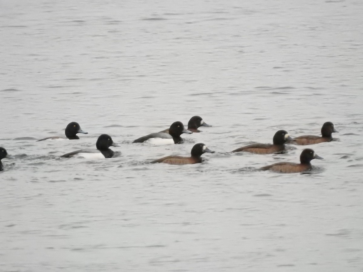 Greater Scaup - ML614449281