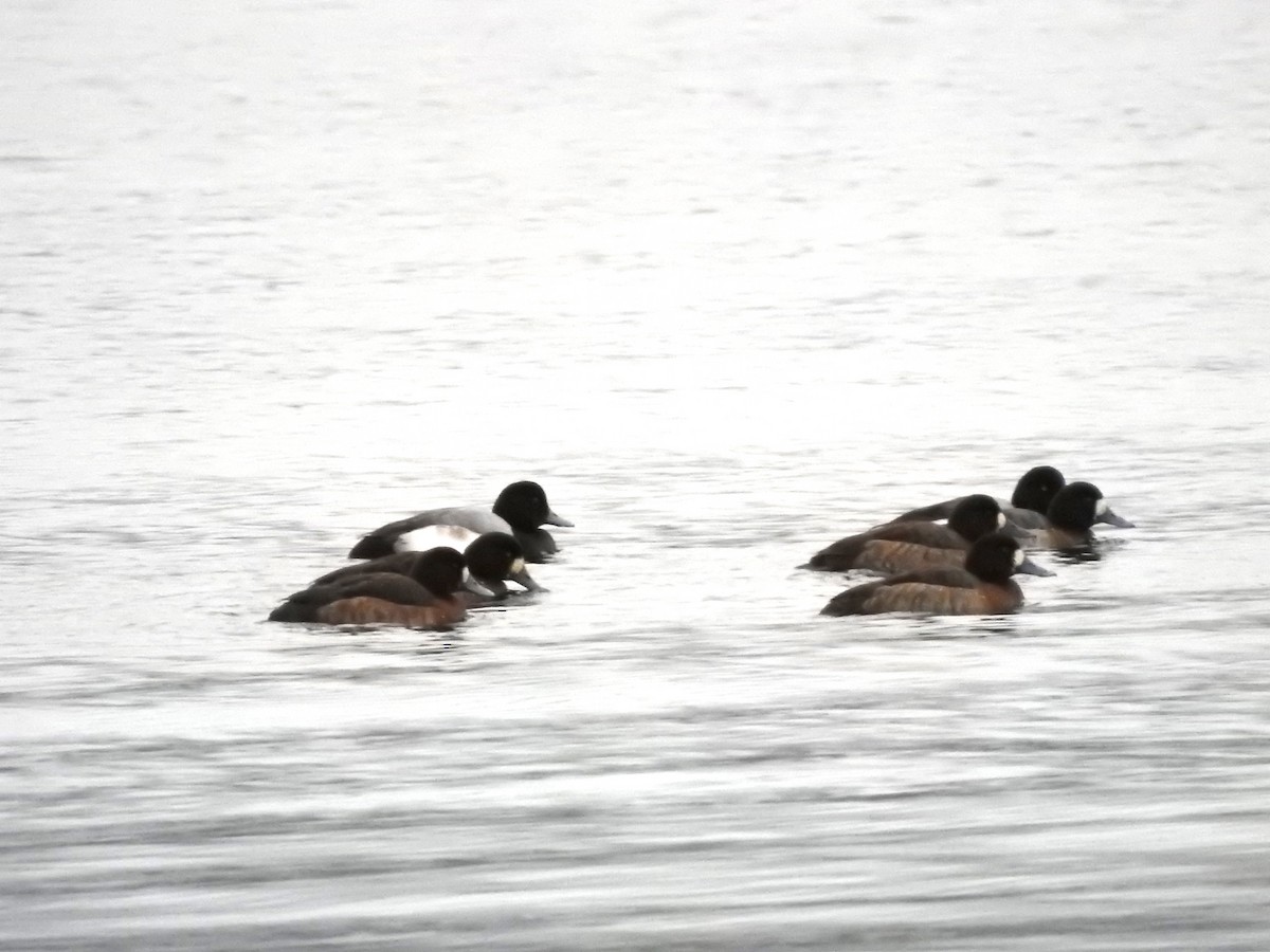 Greater Scaup - ML614449282