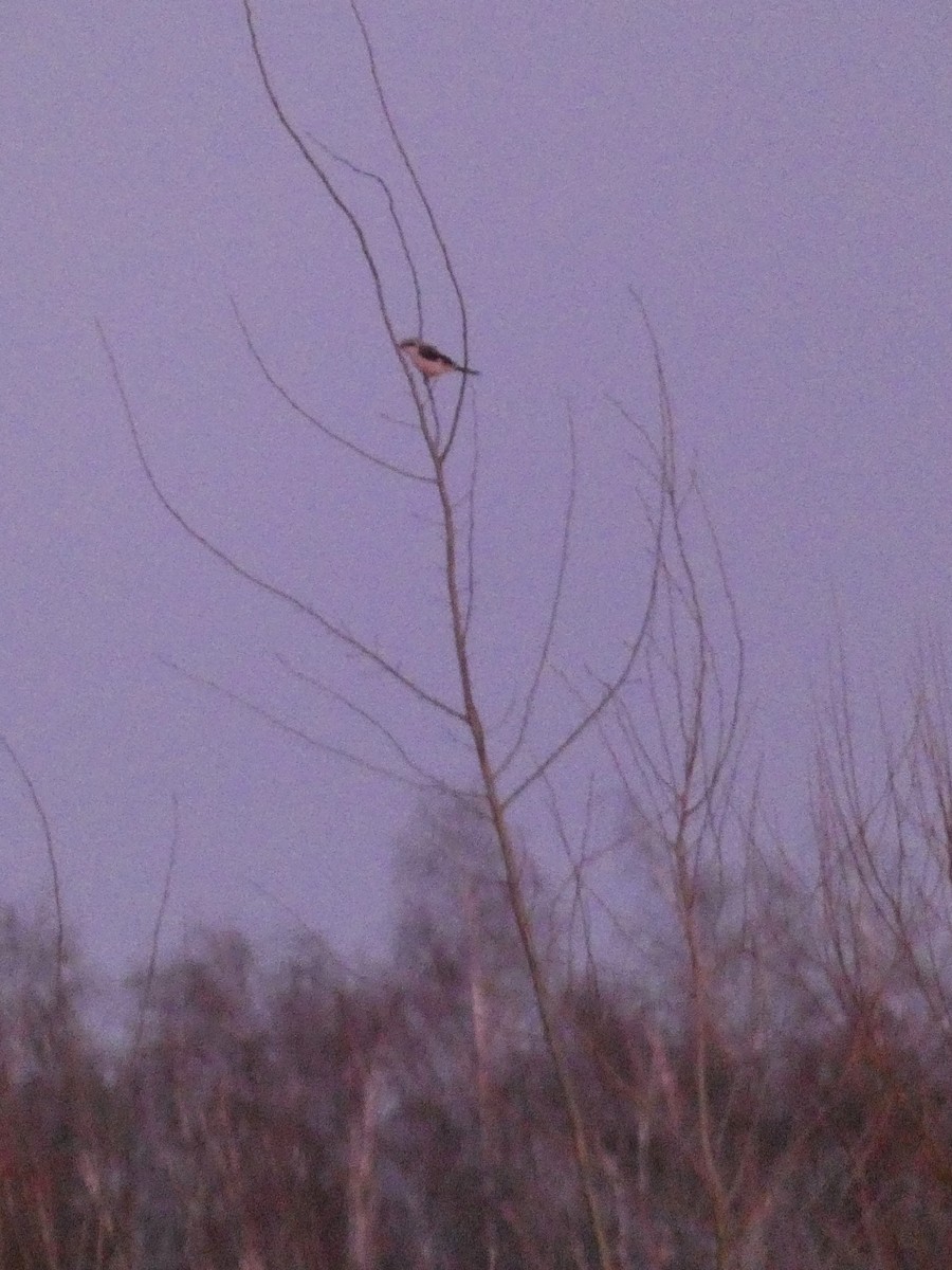 Үнсэн дунхай - ML614449284