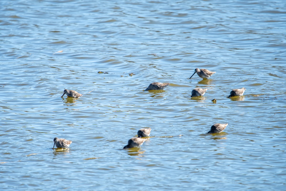 Long-billed Dowitcher - Britt Coleman