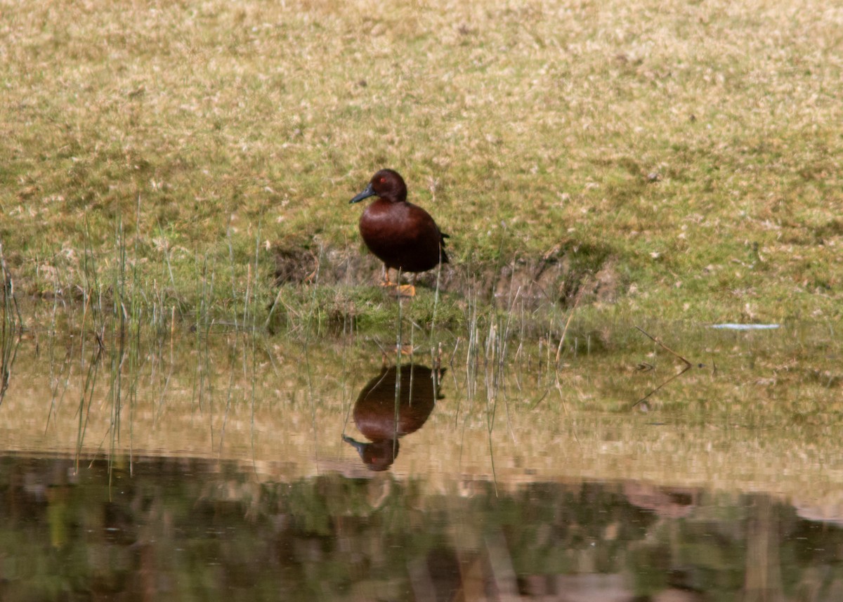 Cinnamon Teal - ML614449301