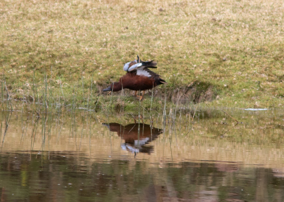 Cinnamon Teal - ML614449305