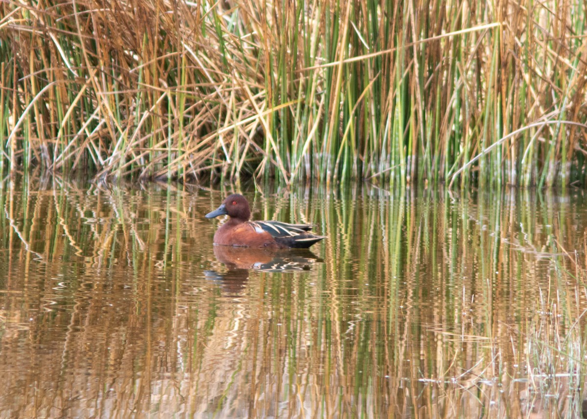 Cinnamon Teal - ML614449308