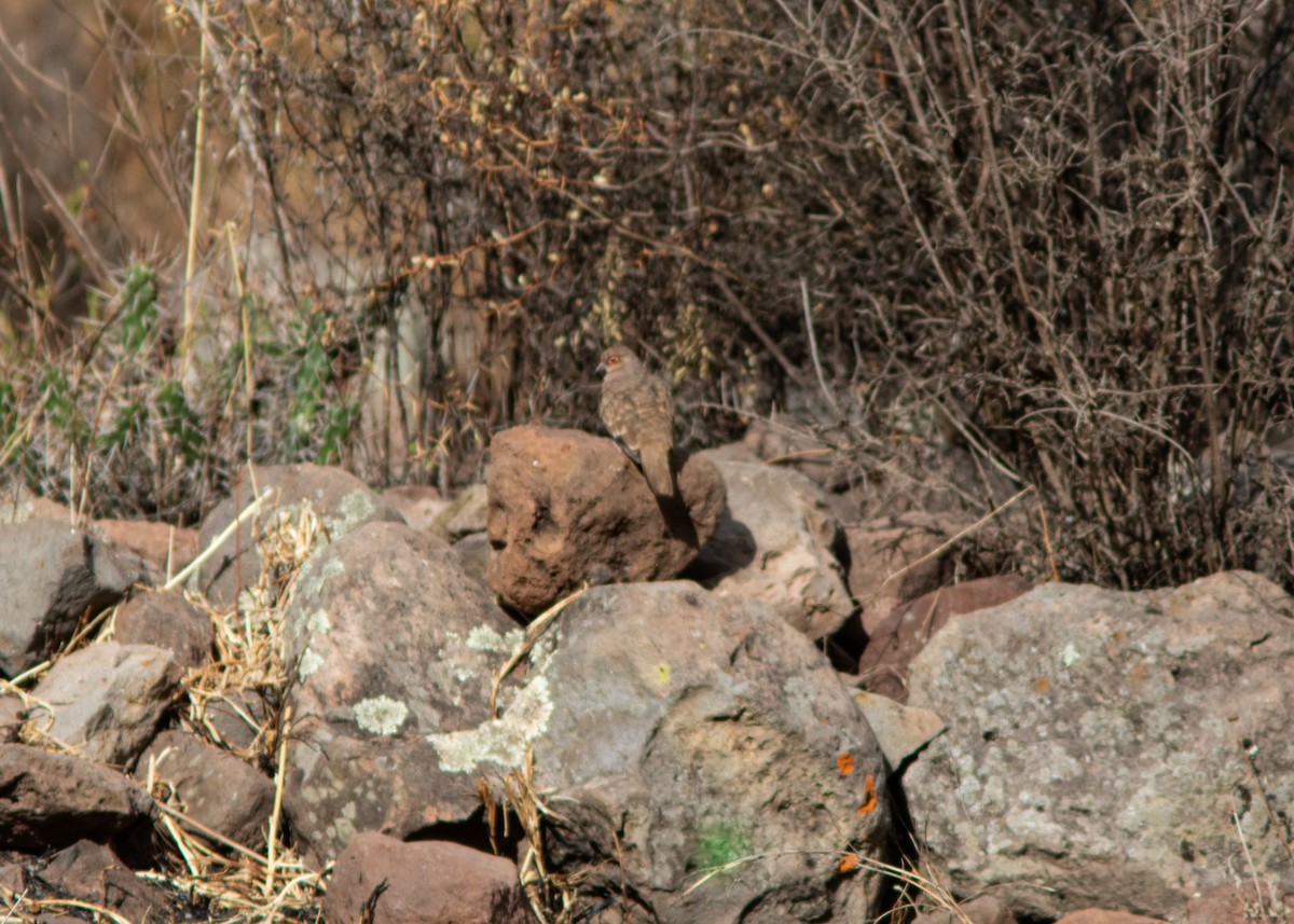 Bare-faced Ground Dove - ML614449348