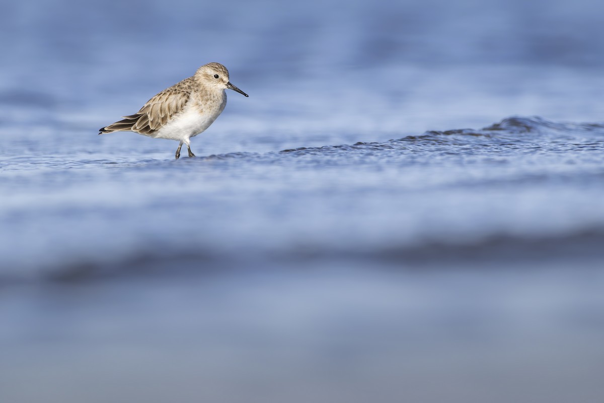 Baird's Sandpiper - ML614449351